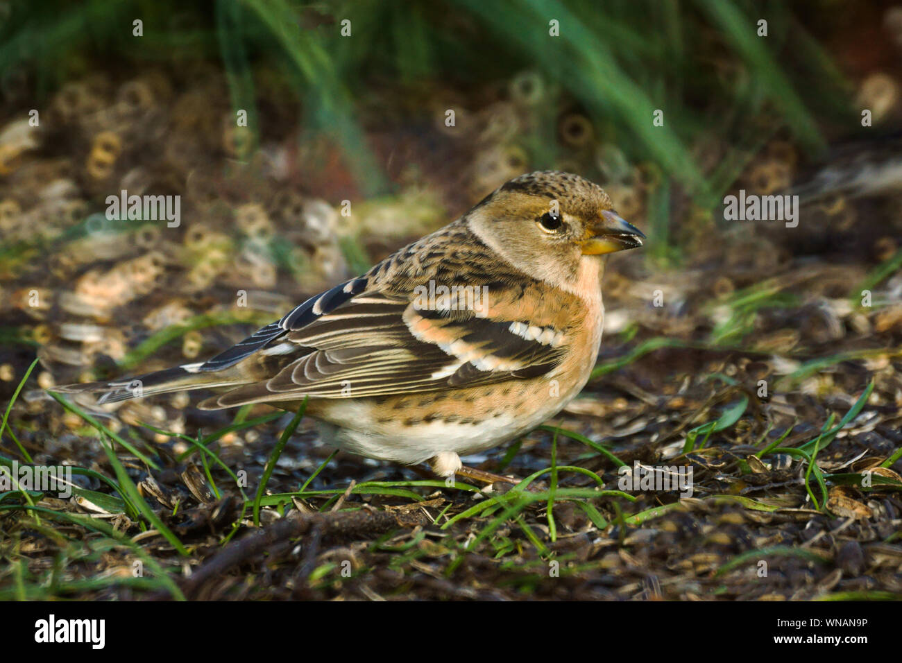 Brambling (Fringilla montifringilla).femmina fotografato in gennaio in giardino.portato nella gamma di telecamere con il cibo.a sud-ovest della Francia Foto Stock