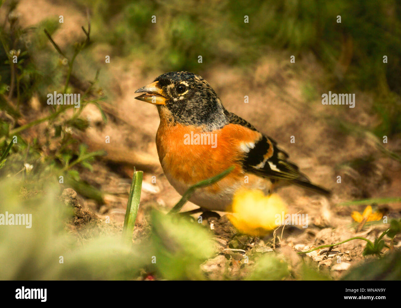 Brambling (Fringilla montifringilla).maschio fotografato in gennaio in giardino.portato nella gamma di telecamere con il cibo.a sud-ovest della Francia Foto Stock