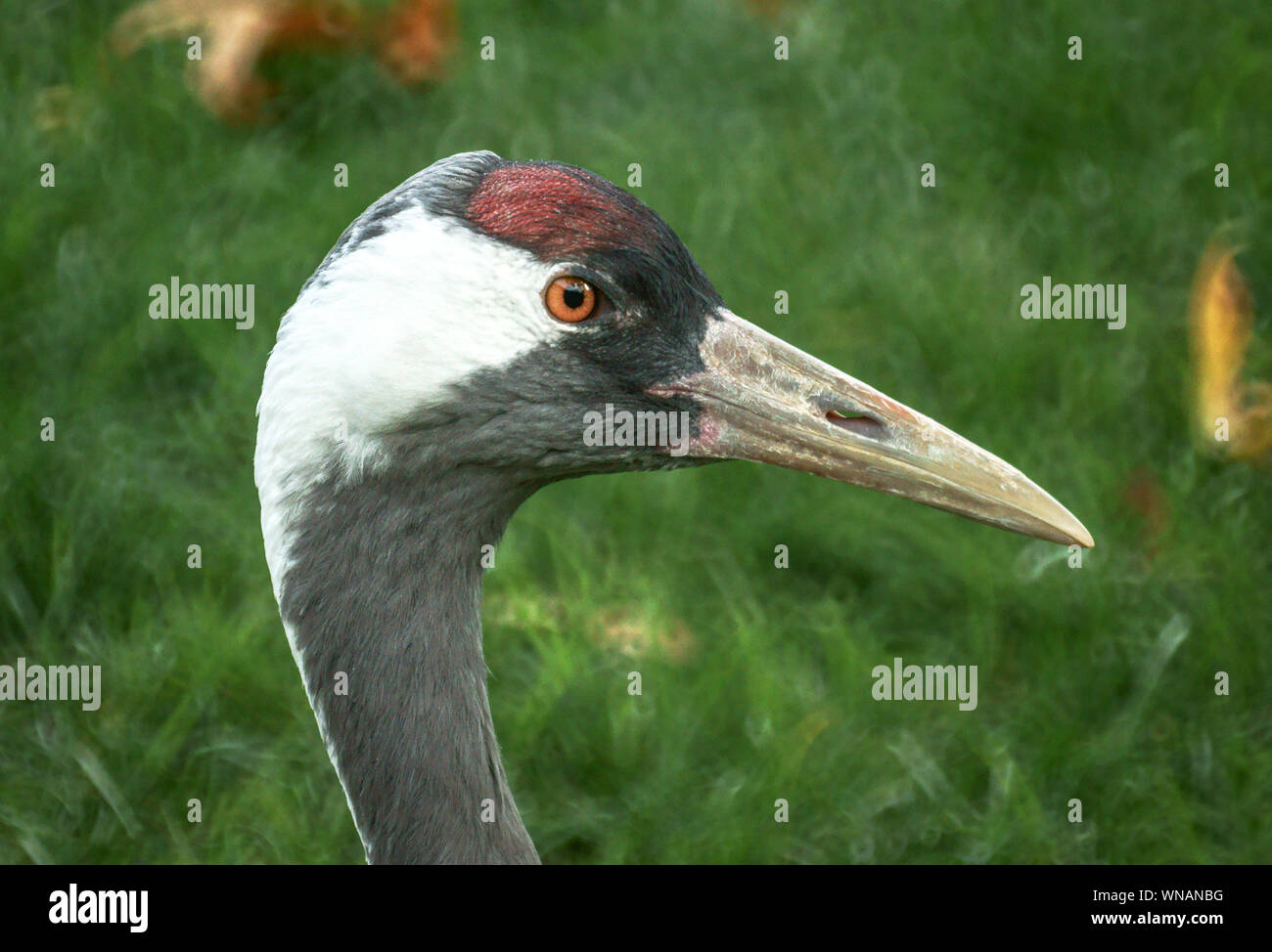 Uccelli. Foto Stock