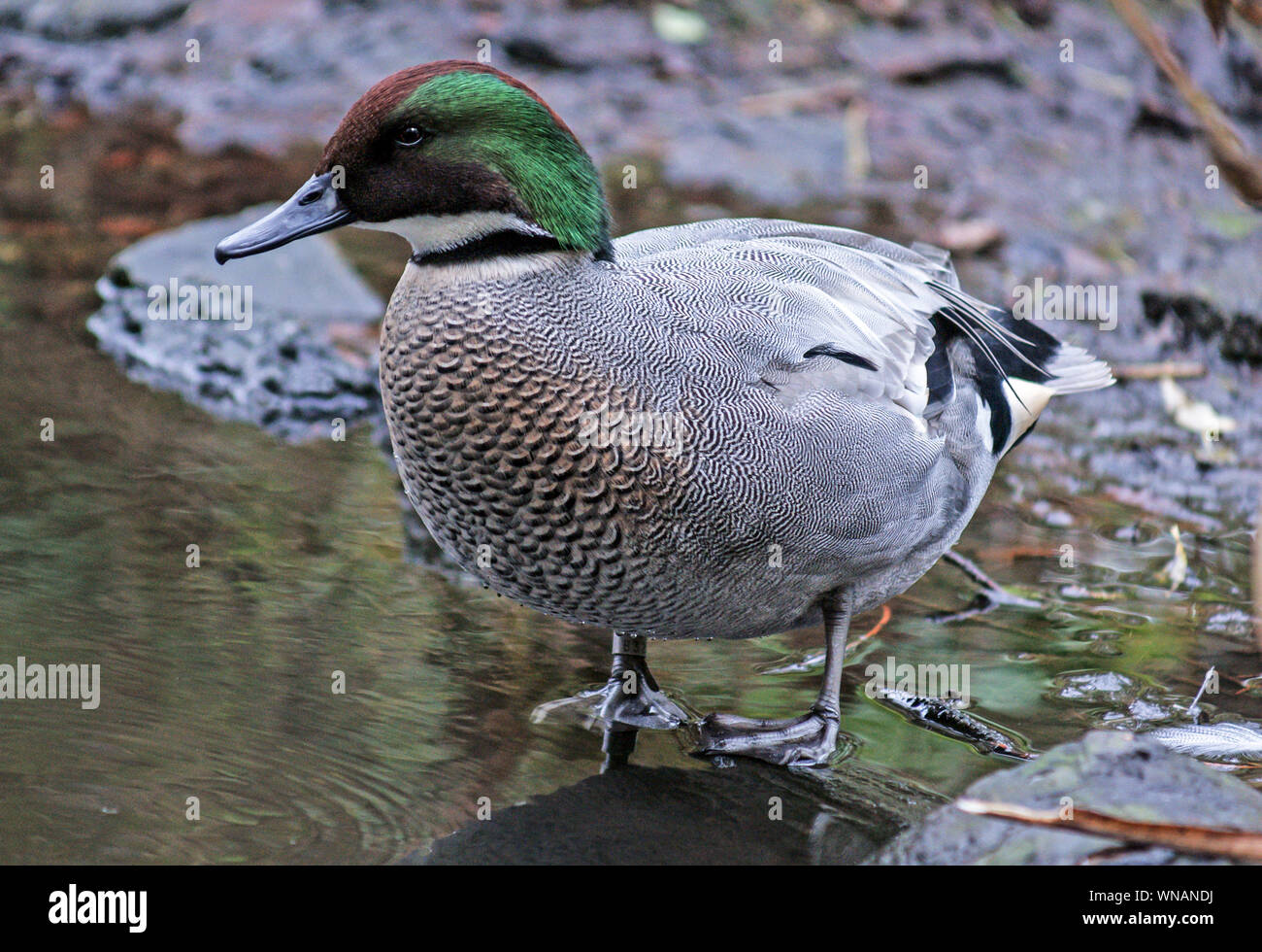 Falcated Teal (Anas falcata).maschio nel piumaggio di allevamento. WWT Martin mera Lancs. Inghilterra Foto Stock