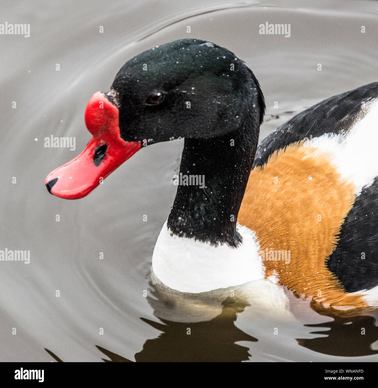 WWT Martin mera Lancs .Inghilterra. Foto Stock