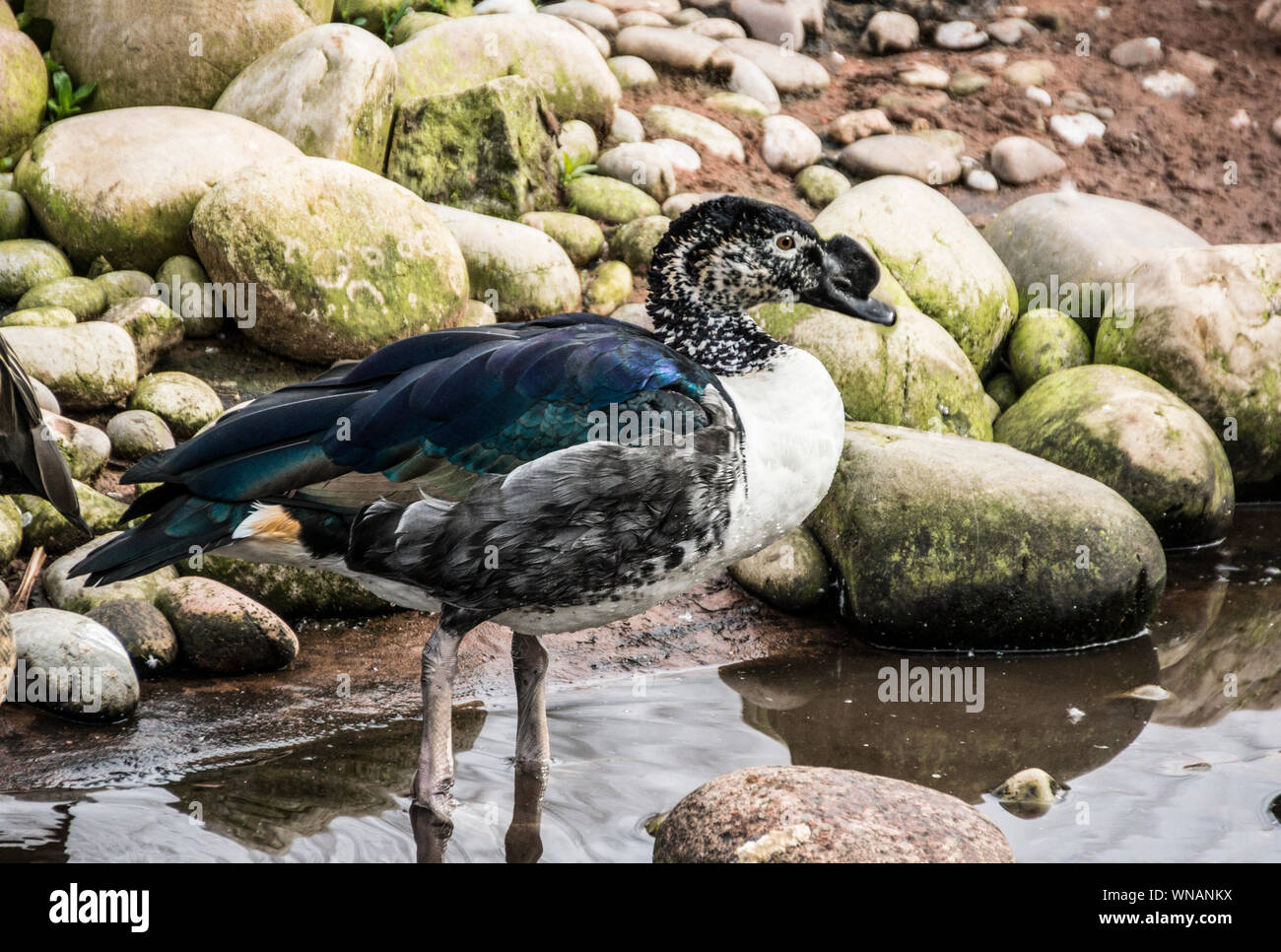 Pettine anatra (m Sarkidiornis melanotos.). Maschio a WWT Slimbridge. Gloucs. Inghilterra Foto Stock