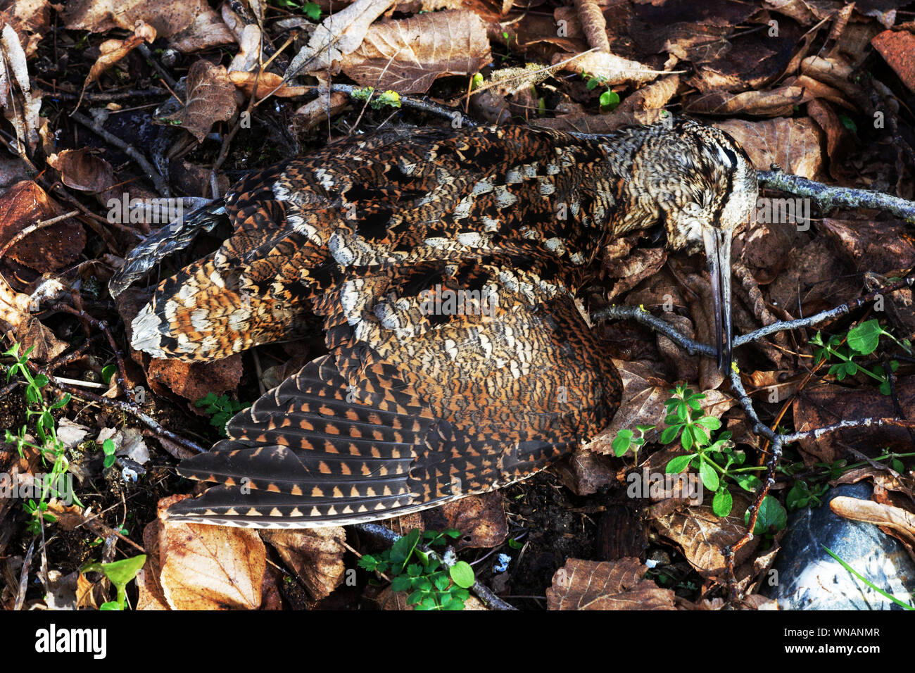 Woodcock (Scolopax rusticola). Adulto nascondere ! In foglie morte.a sud-ovest della Francia. Foto Stock