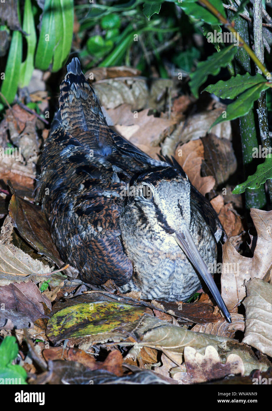 Woodcock (Scolopax rusticola). Adulto nascondere ! In foglie morte.a sud-ovest della Francia. Foto Stock