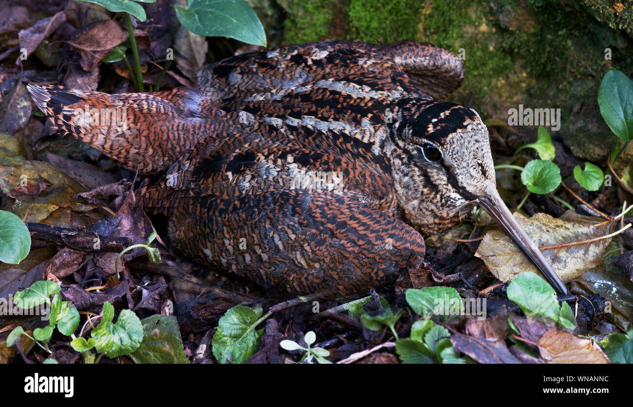 Woodcock (Scolopax rusticola). Adulto nascondere ! In foglie morte.a sud-ovest della Francia. Foto Stock