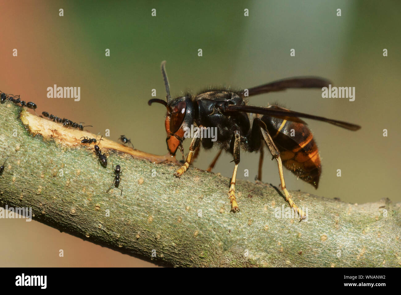 Un insetto. Hornet asiatico specie introdotte.Pest spezie. A sud-ovest della Francia. Foto Stock