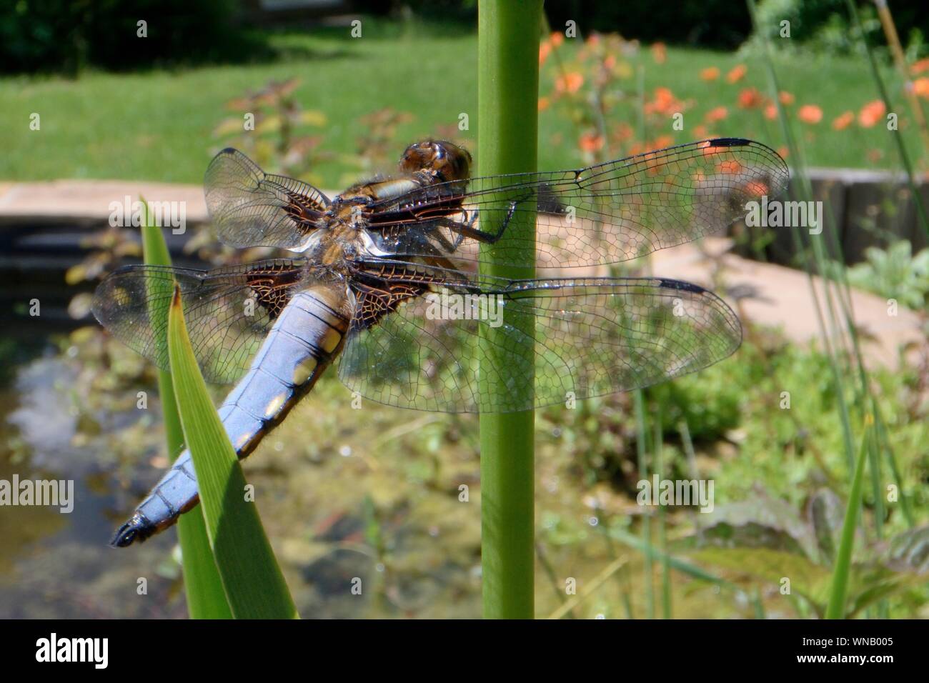 Ampia corposo chaser dragonfly (Libellula depressa), maschio ensoleillement su un impianto marginale stelo in un laghetto in giardino, Wiltshire, Regno Unito, Giugno Foto Stock