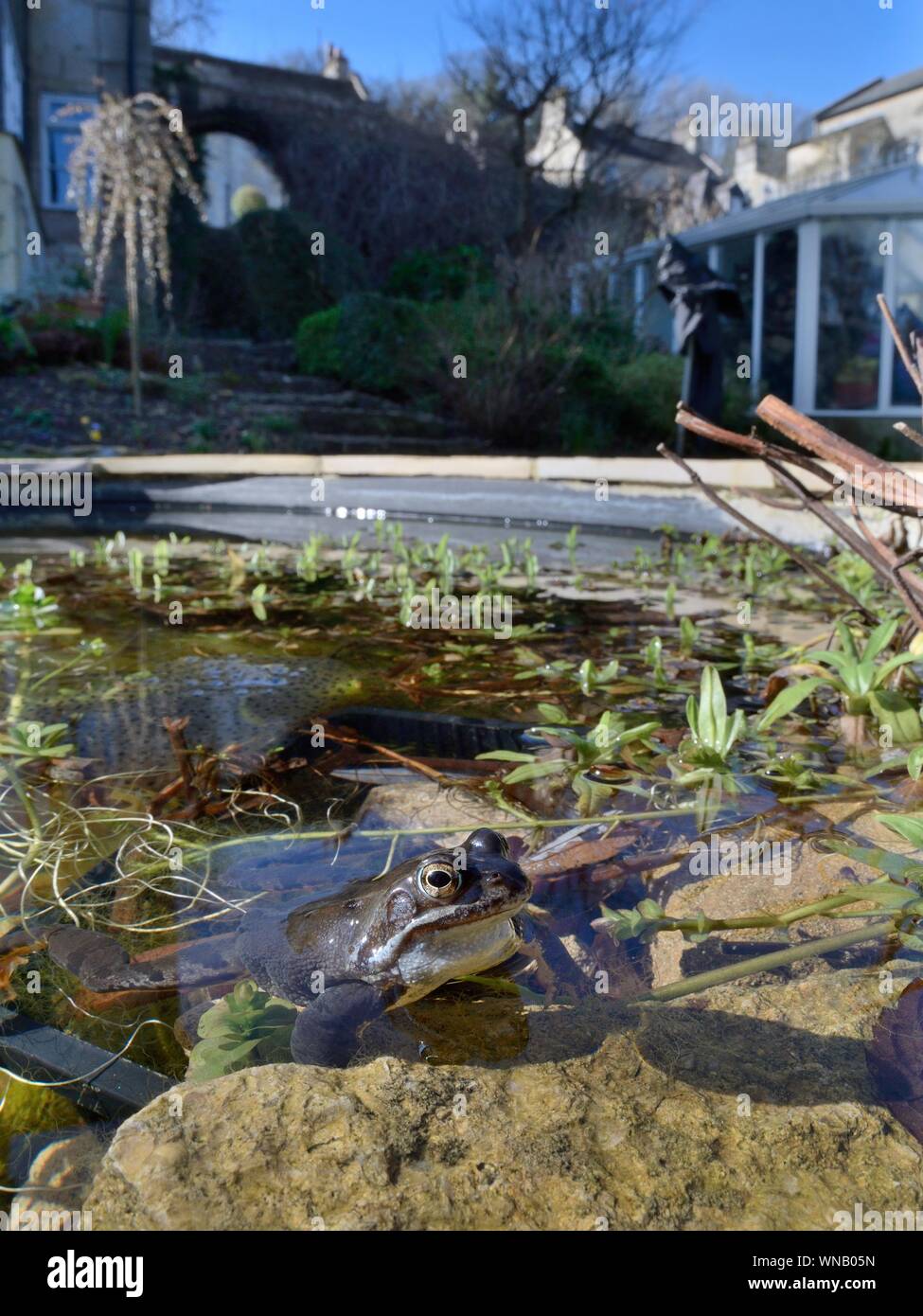 Rana comune (Rana temporaria) e frogspawn in un laghetto in giardino, Wiltshire, Regno Unito, febbraio. Foto Stock