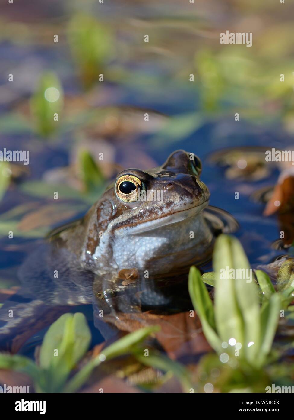 Rana comune (Rana temporaria) in un laghetto in giardino, Wiltshire, Regno Unito, febbraio. Foto Stock