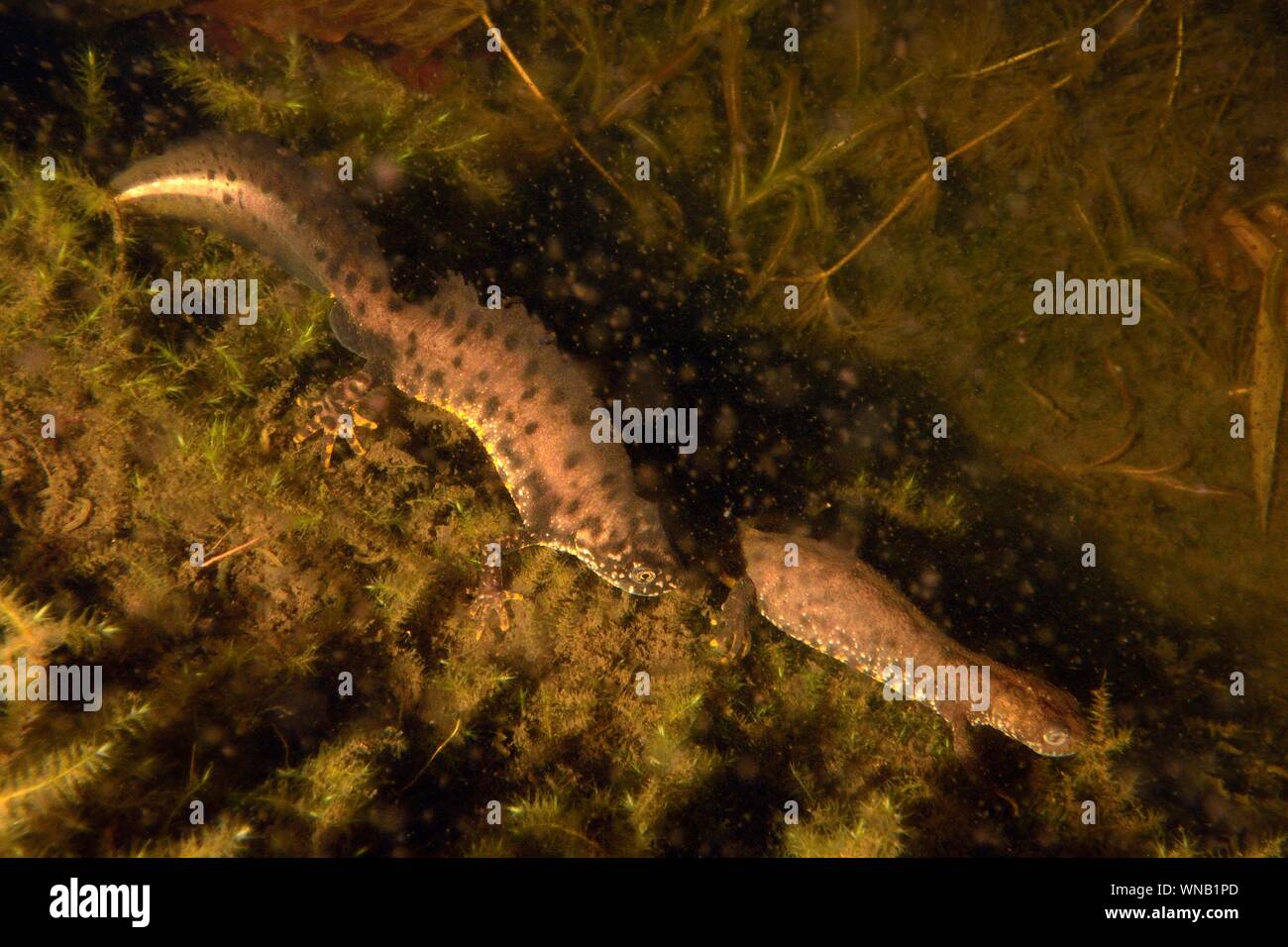 Grande tritone crestato (Triturus cristatus) maschio corteggia una femmina da inarcando la schiena e agitando la sua coda in un laghetto in giardino di notte, vicino a Wells, Somerset Foto Stock