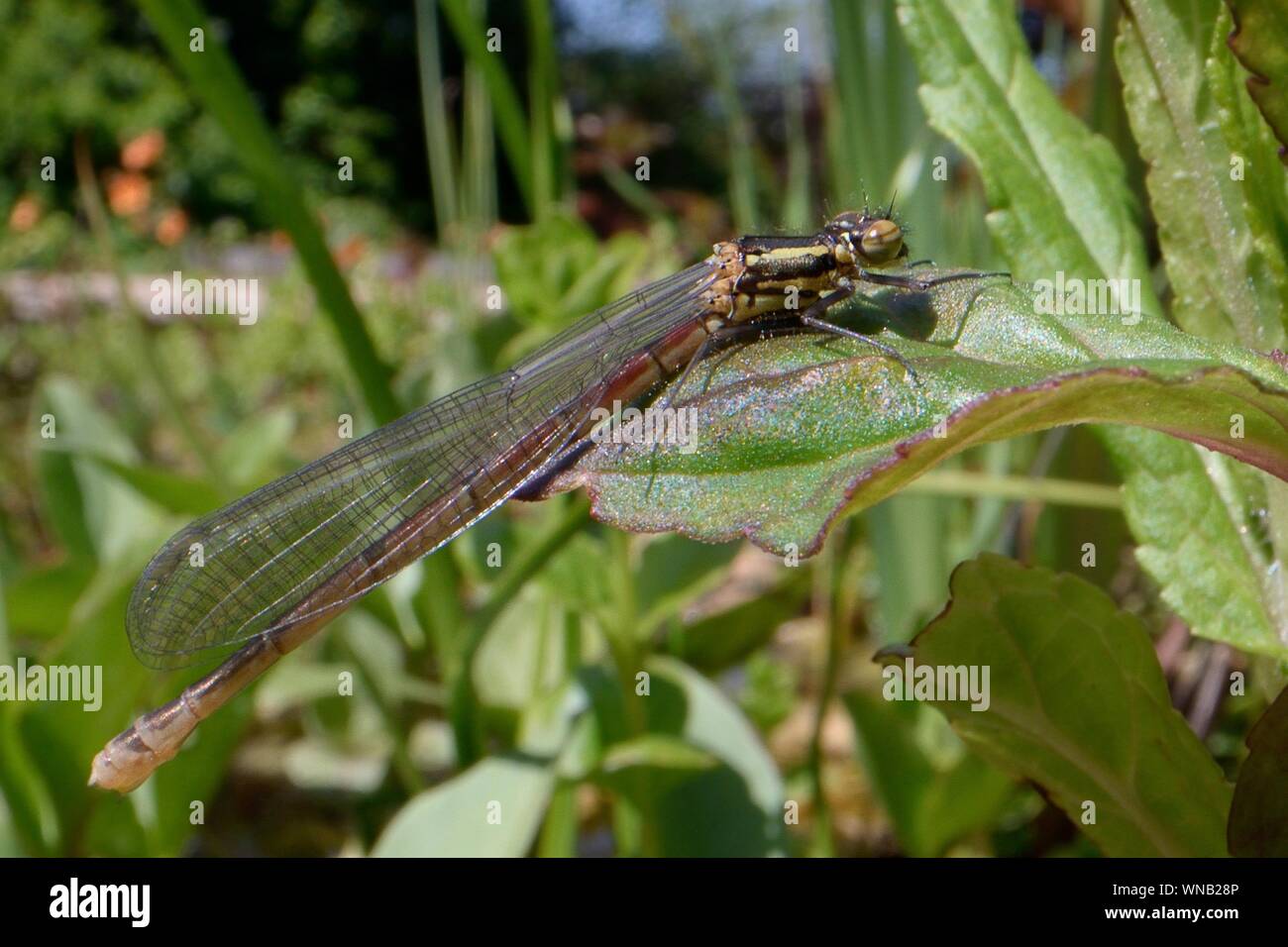 Appena emerse grandi damselfly rosso (Pyrrhosoma nymphula) appoggiato sulla vegetazione sfrangiare un laghetto in giardino, Wiltshire, Regno Unito, maggio. Foto Stock