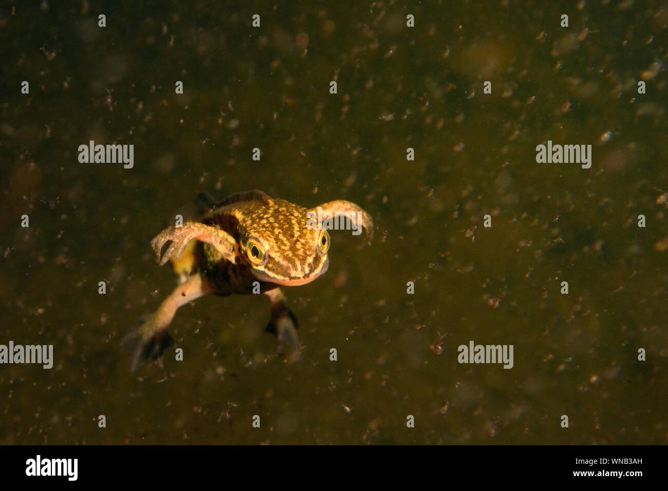 Palmate newt (Lissotriton helveticus) maschio nuotare in un laghetto in giardino di notte circondato da acqua pulci (Daphnia pulex), Somerset, Regno Unito, Marzo. Foto Stock