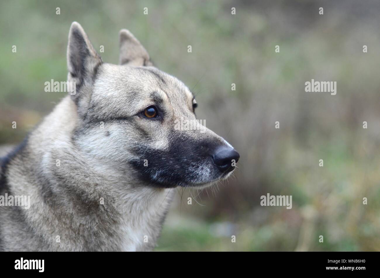 Ritratto di un cane di razza West Siberian Laika con verde dello sfondo dei campi in sera Foto Stock