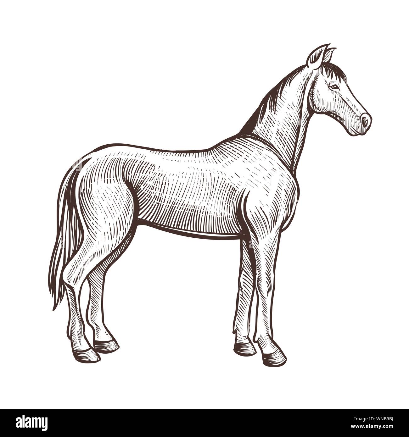 Horse handdrawn opere d'arte. Cavallo schizzo animale per equitazione, sport equestri o altri design. Illustrazione di vettore isolato su bianco Illustrazione Vettoriale