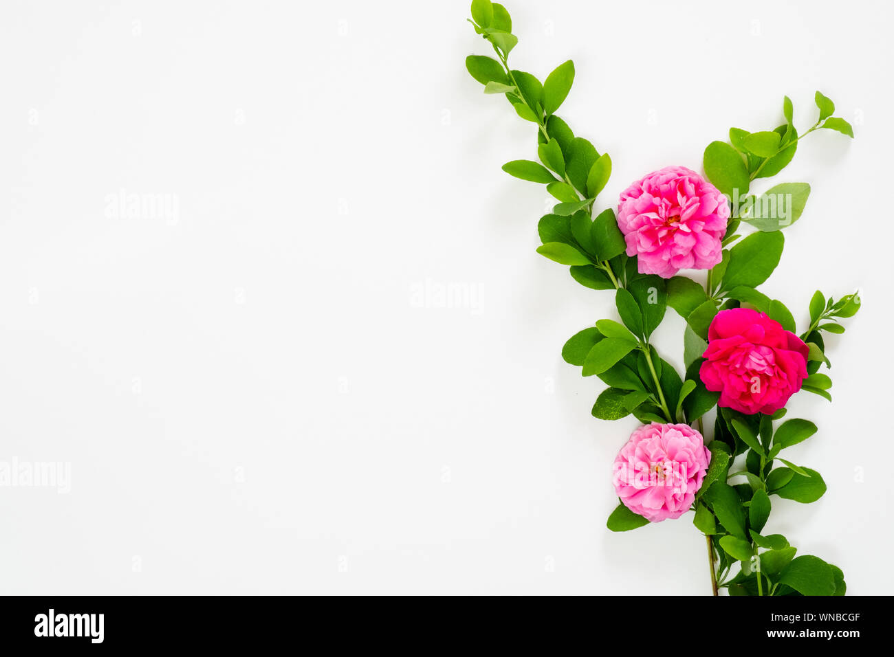 Appartamento laico, vista dall'alto mock up composizione floreale con rosa rosa Fiori su fondo bianco. Blog o social media hero modello di intestazione. Foto Stock