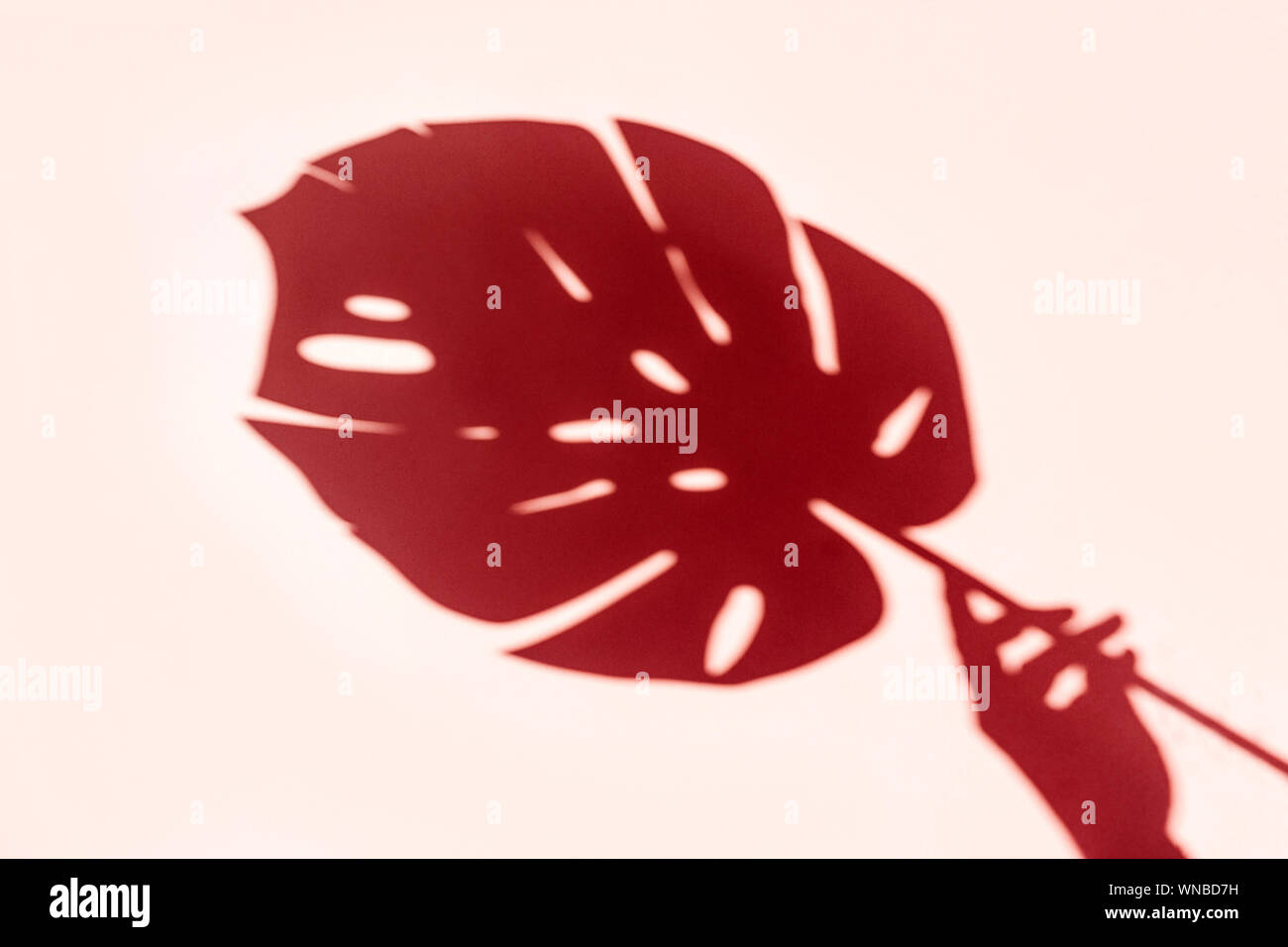 Vista dall'alto in ombra da una femmina di mano con foglie di monstera su sfondo rosa Foto Stock