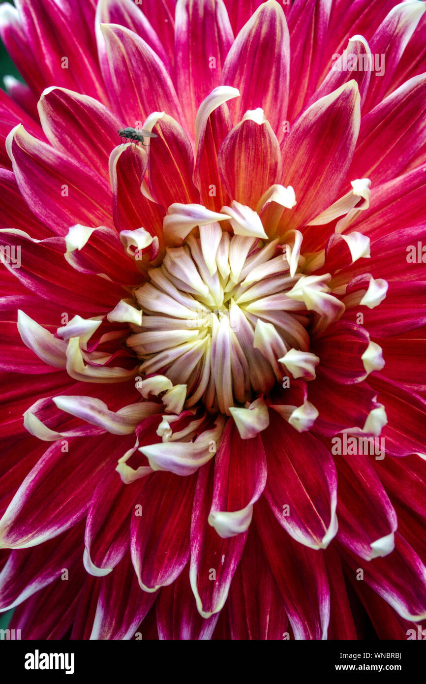 Bellissimo Fiore Dahlia, dalie 'Akita' Foto Stock