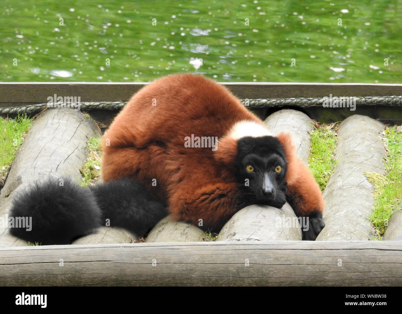 Rosso-lemure ruffed rilassante , copia spazio sopra Foto Stock