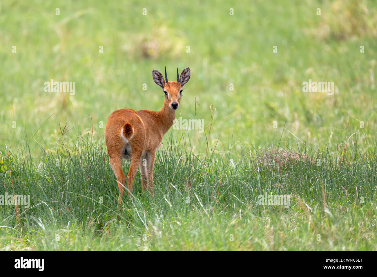 , Oribi Ourebia ourebi è piccola antilope trovato nell'est, l'Africa meridionale e occidentale. Etiopia, Senkelle Santuario, Africa wildlife Foto Stock