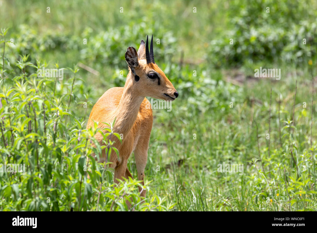 , Oribi Ourebia ourebi è piccola antilope trovato nell'est, l'Africa meridionale e occidentale. Etiopia, Senkelle Santuario, Africa wildlife Foto Stock
