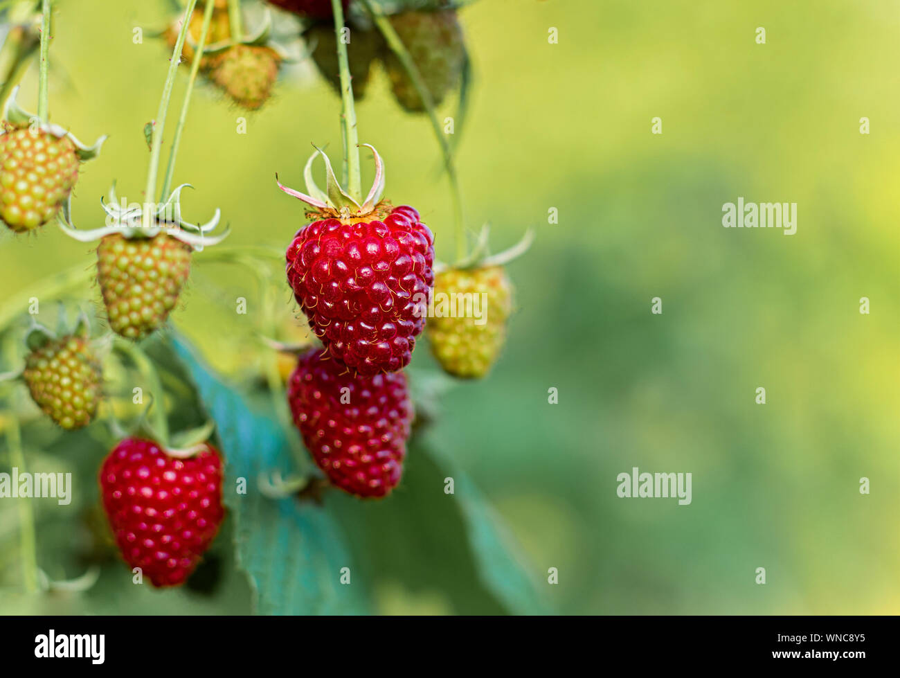 Ramo di lamponi maturi in un giardino su sfondo verde. Rosso di bacche dolce cresce su lampone bush nel giardino di frutta. Foto Stock