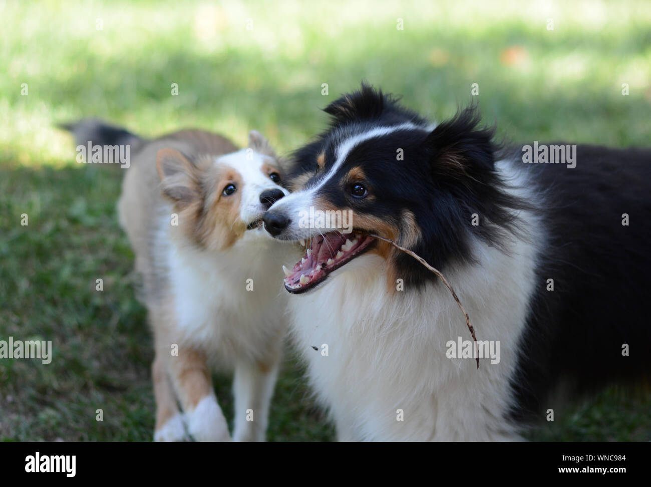 Due simpatici cani giocando. Un adulto tricolore e sable cucciolo shetland sheepdogs (shelties) giocare insieme al di fuori in un recintato in cantiere. Foto Stock