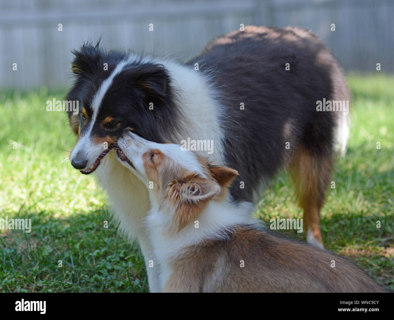 Due simpatici cani giocando. Un adulto tricolore e sable cucciolo shetland sheepdogs (shelties) giocare insieme al di fuori in un recintato in cantiere. Foto Stock