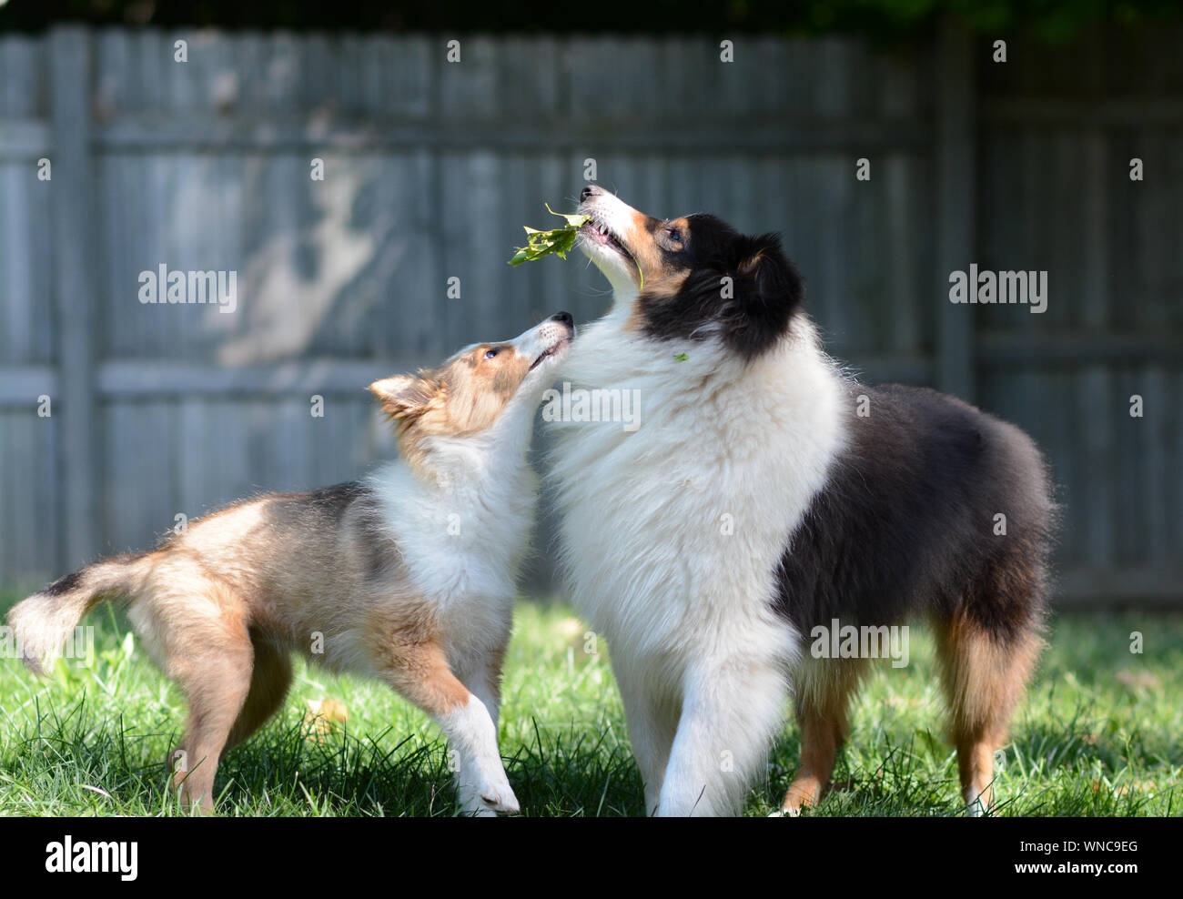 Due simpatici cani giocando. Un adulto tricolore e sable cucciolo shetland sheepdogs (shelties) giocare insieme al di fuori in un recintato in cantiere. Foto Stock