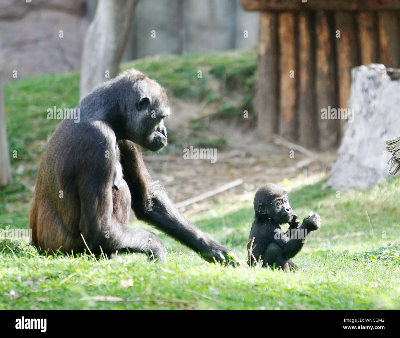 Krefeld, Germania. 06 Sep, 2019. Il nuovo mese vecchio gorilla baby 'Boboto" si siede con la madre Miliki nel contenitore esterno. Gorilla appartengono alla specie animali a rischio di estinzione. Credito: Roland Weihrauch/dpa/Alamy Live News Foto Stock