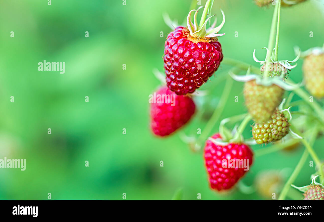 Ramo di lamponi maturi in un giardino su sfondo verde. Rosso di bacche dolce cresce su lampone bush nel giardino di frutta. Posto per il testo Foto Stock