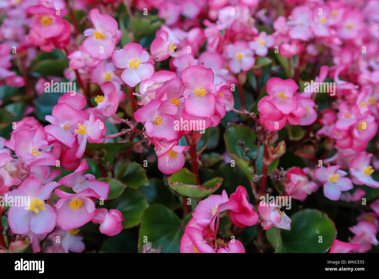 Rosa begonia fiore vicino, colore rosa fiore Foto Stock