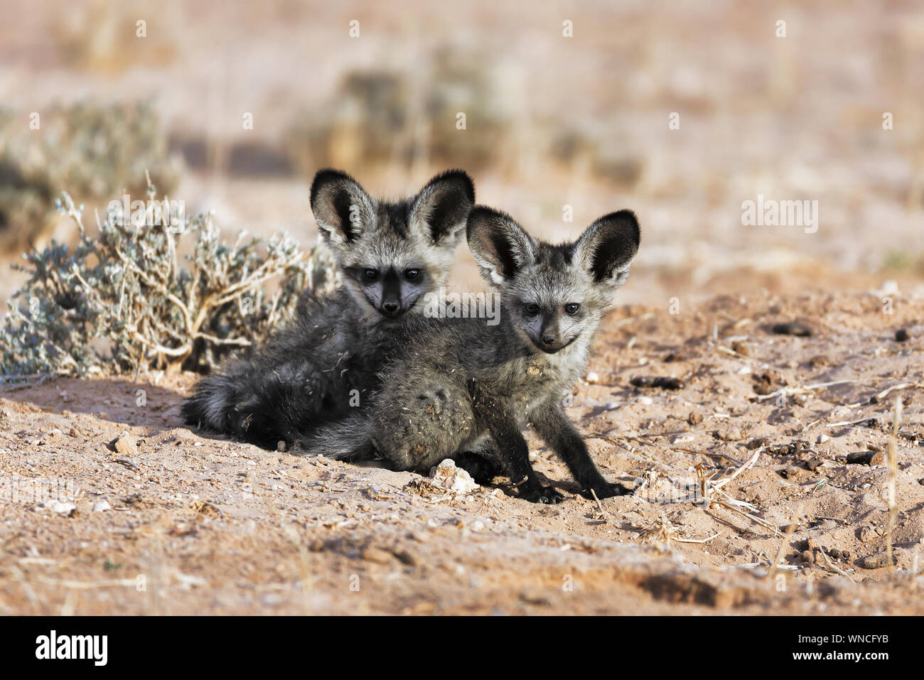 Bat-eared Fox cuccioli a sua den fissando nella fotocamera close-up. Kgalagadi, Sud Africa Foto Stock