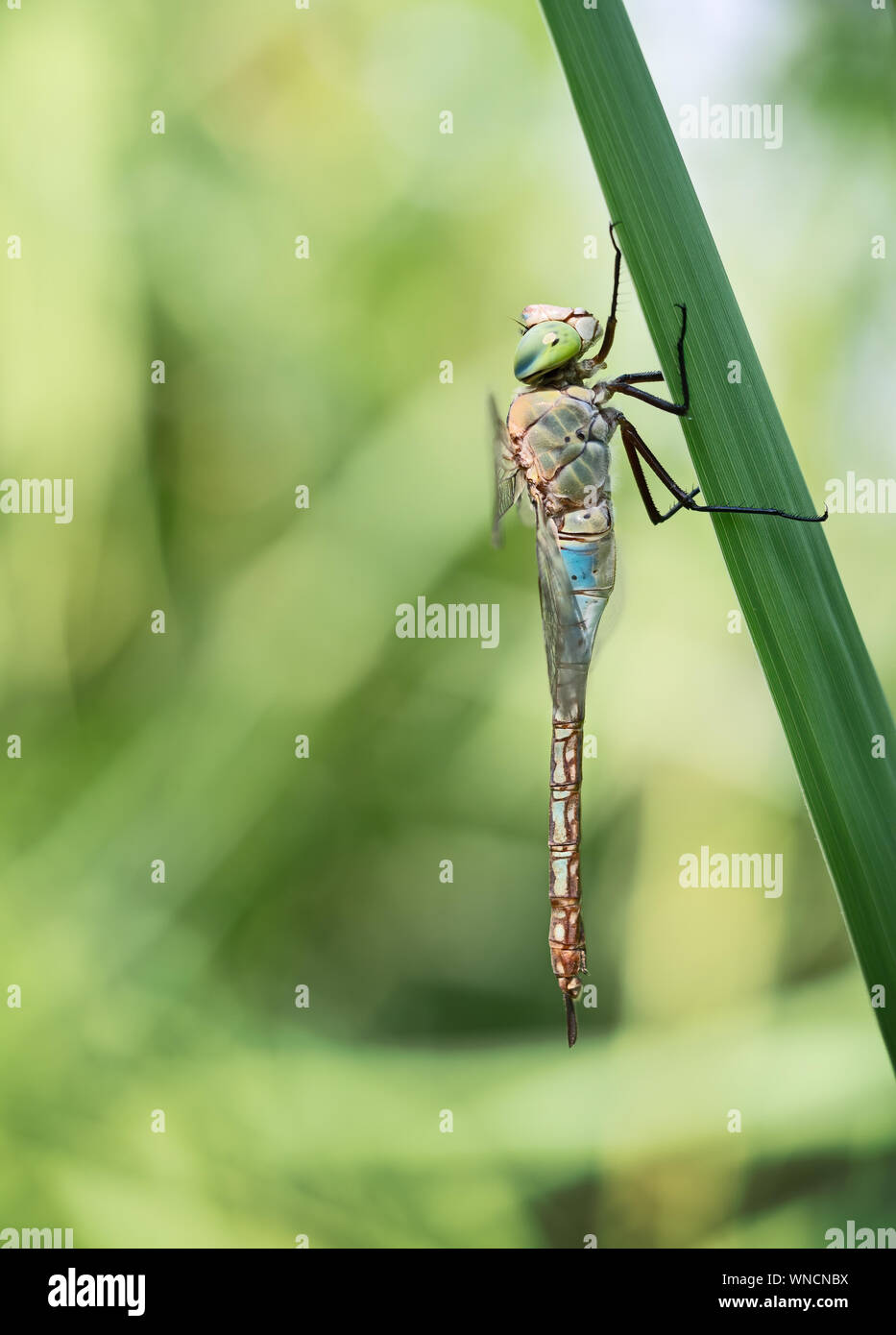 Anax parthenope, minore imperatore libellula di profilo nella natura. Foto Stock