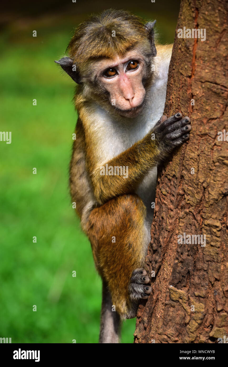 Toque scimmia macaco, Sigiriya, Sri Lanka Foto Stock