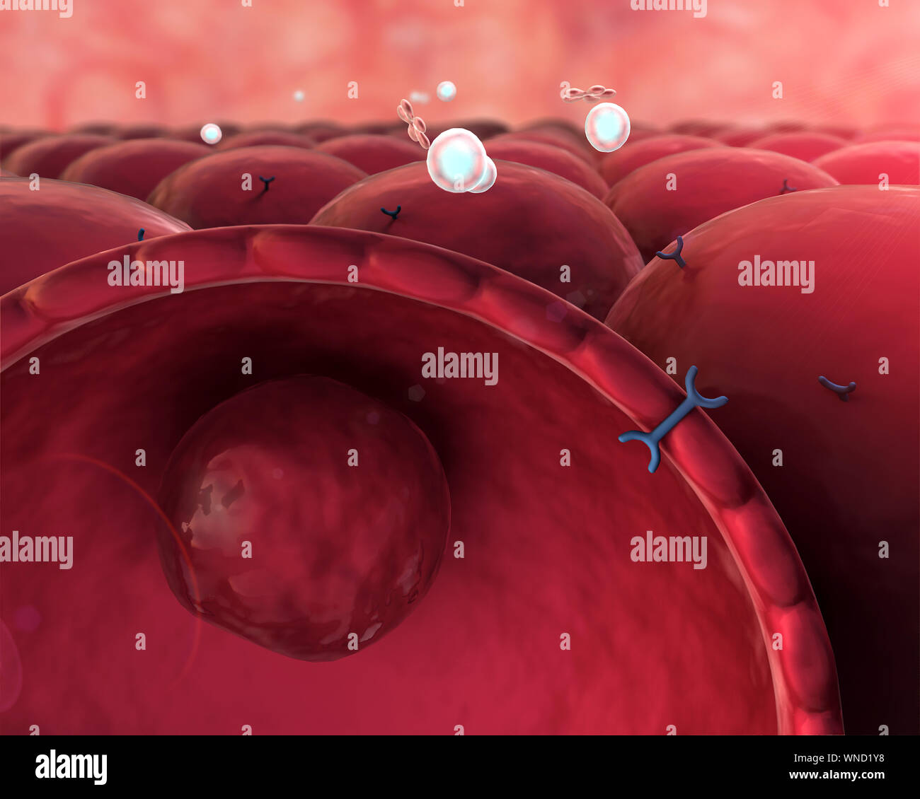 Meccanismo di azione di insulina e glucosio, l'insulina umana, la struttura della molecola Foto Stock