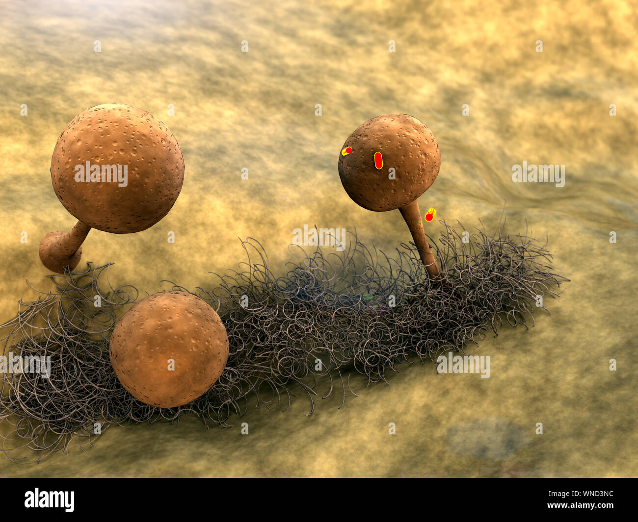 Il micelio, spore di funghi, spore di muffa e funghi sulla superficie del  cuoio, il paesaggio di microcosmo, colonia di funghi Foto stock - Alamy