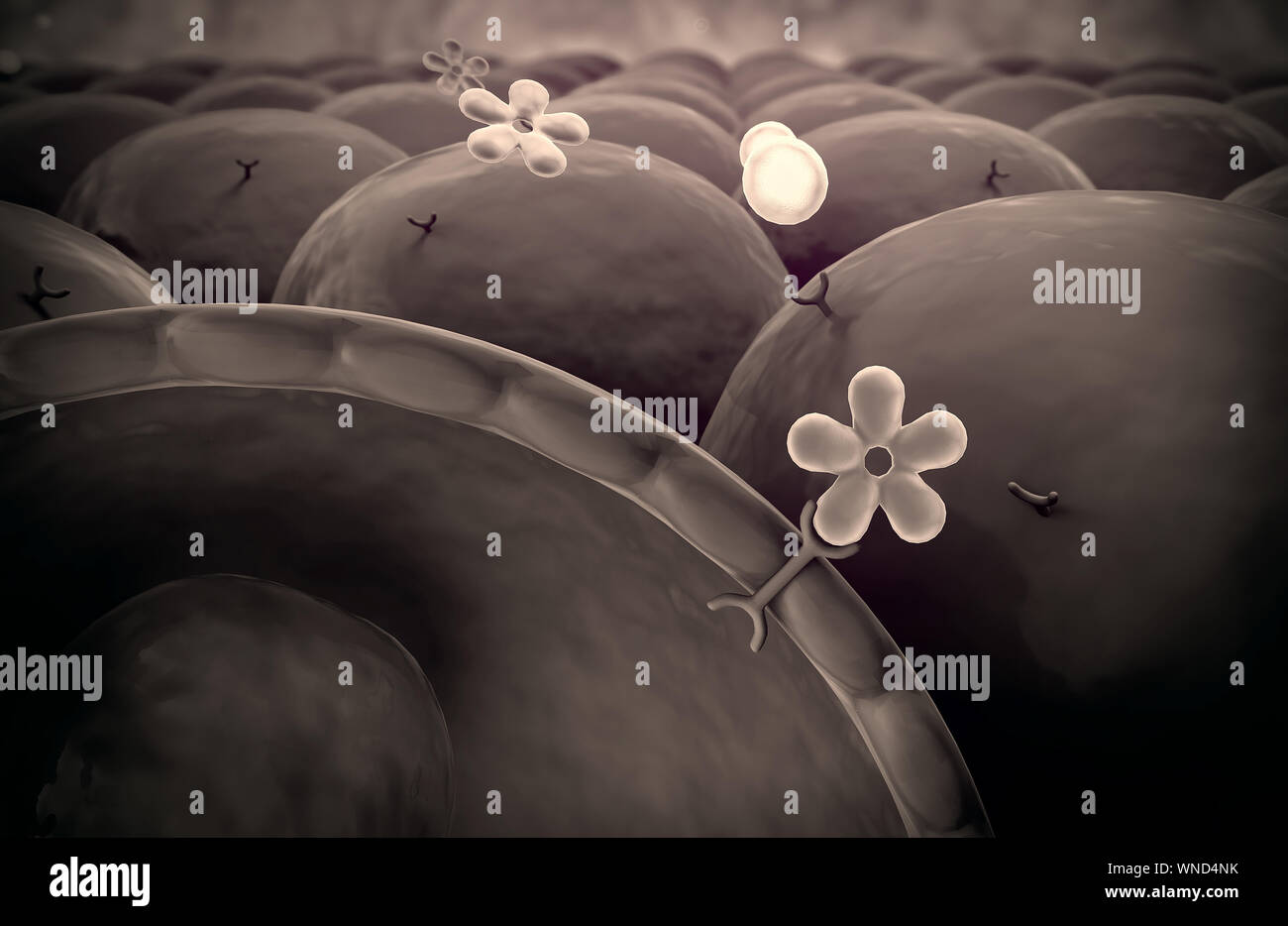 Meccanismo di azione di insulina e glucosio, l'insulina umana, la struttura della molecola Foto Stock
