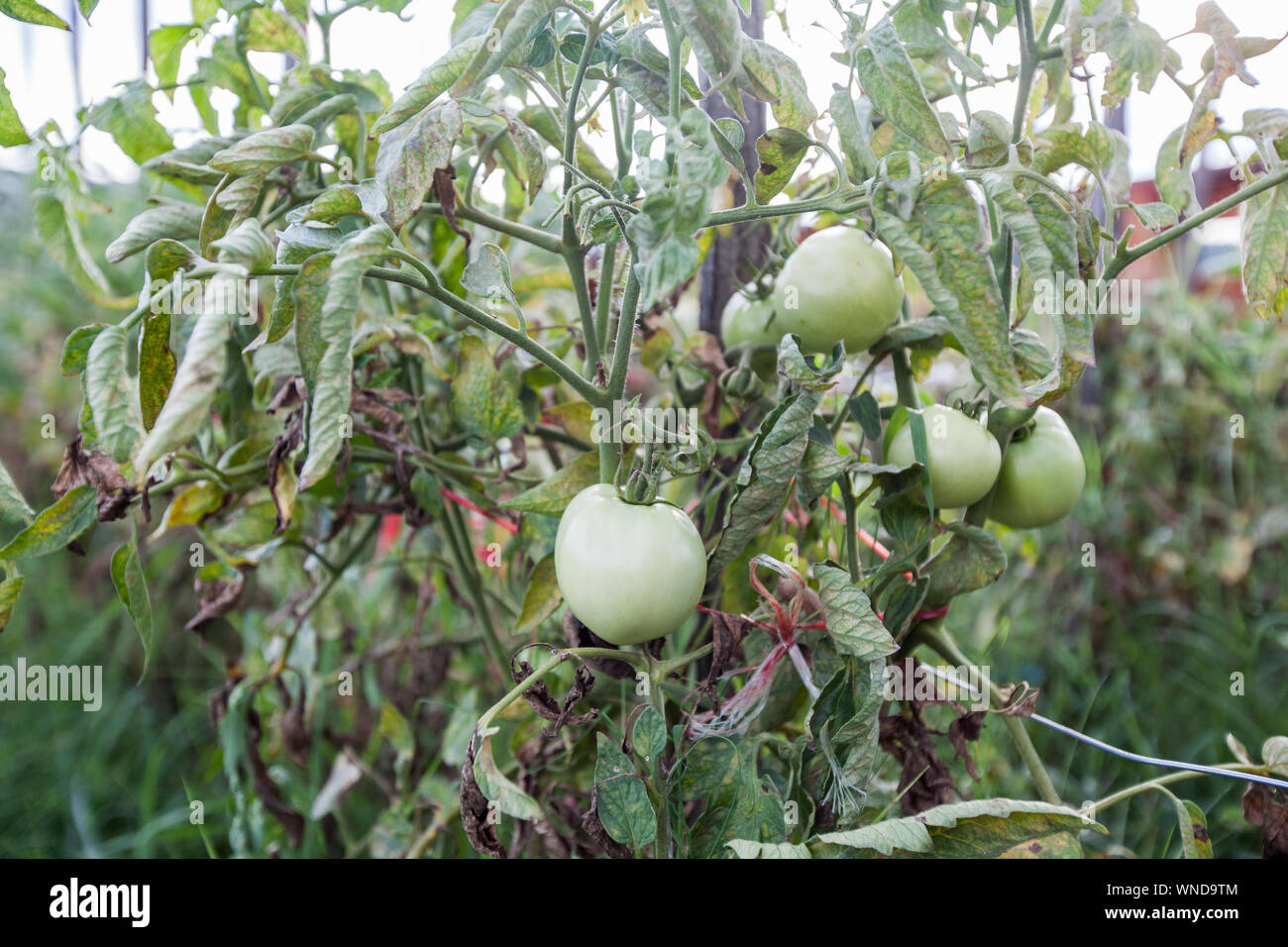 Pomodori organico sul ramo , cresciuta cibo locale , non OGM, alimenti sani coltivati vegetali in orto. Foto Stock