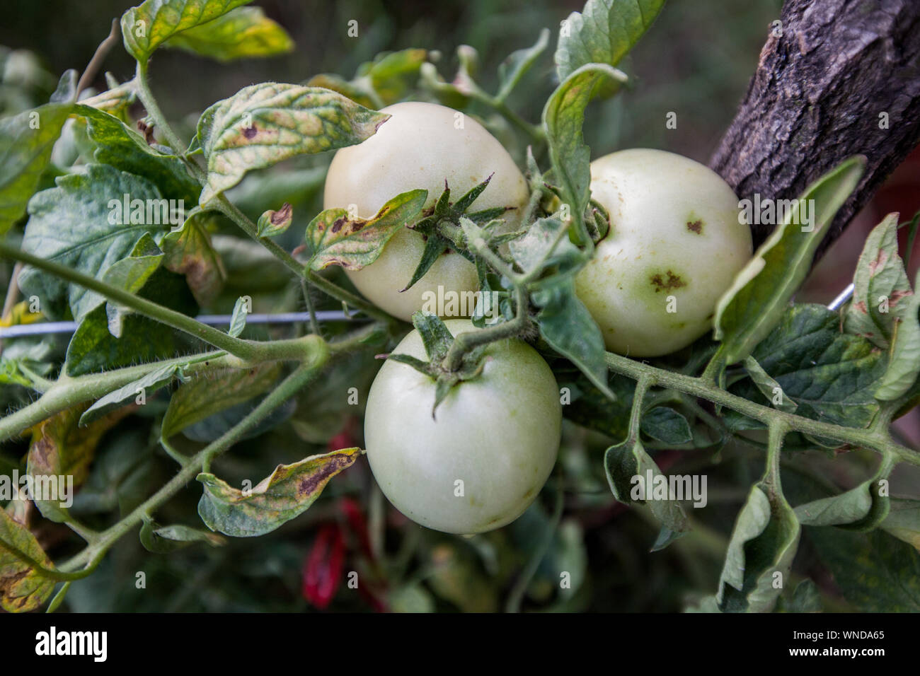 Pomodori organico sul ramo , cresciuta cibo locale , non OGM, alimenti sani coltivati vegetali in orto. Foto Stock