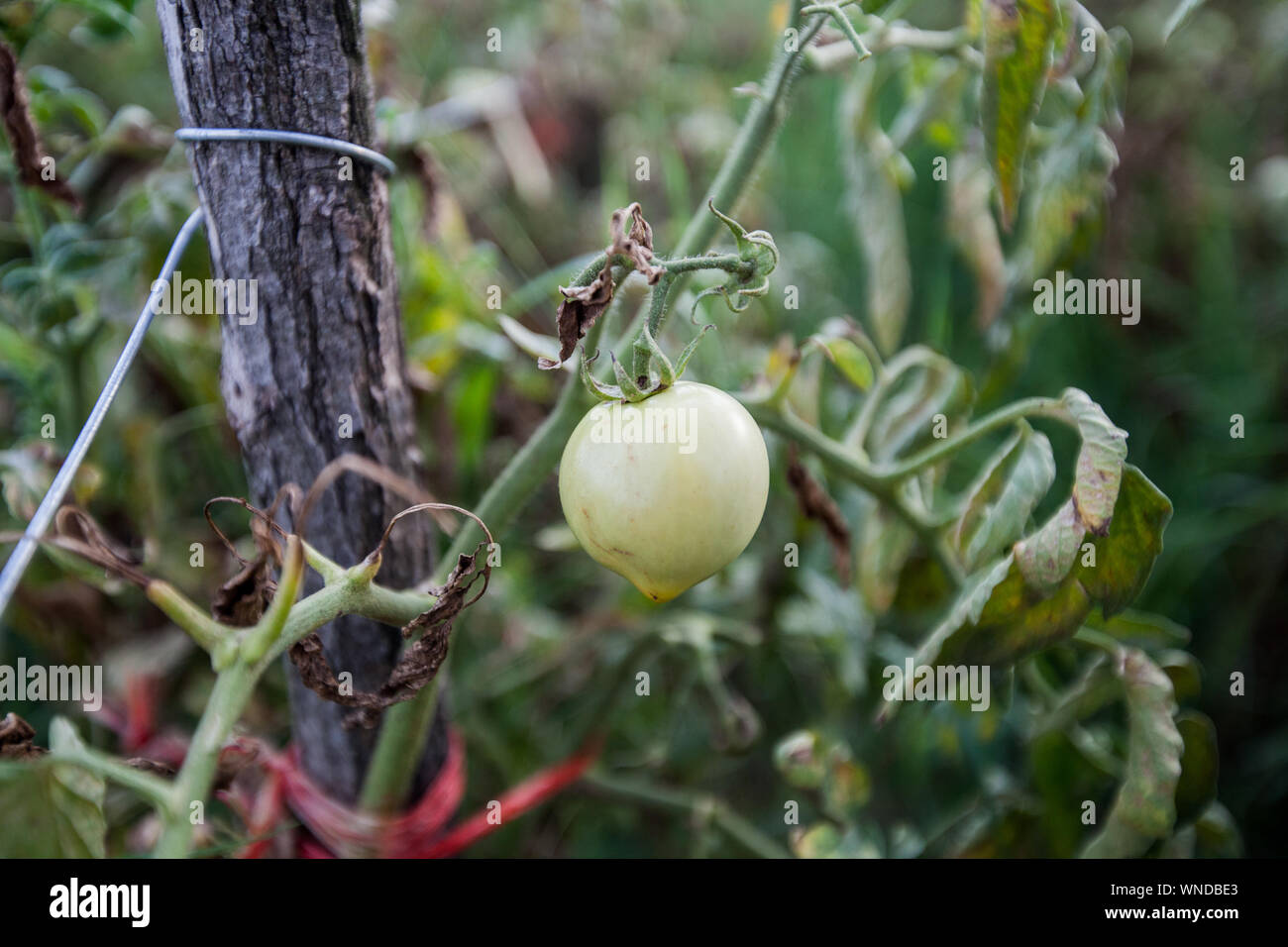Pomodori organico sul ramo , cresciuta cibo locale , non OGM, alimenti sani coltivati vegetali in orto. Foto Stock