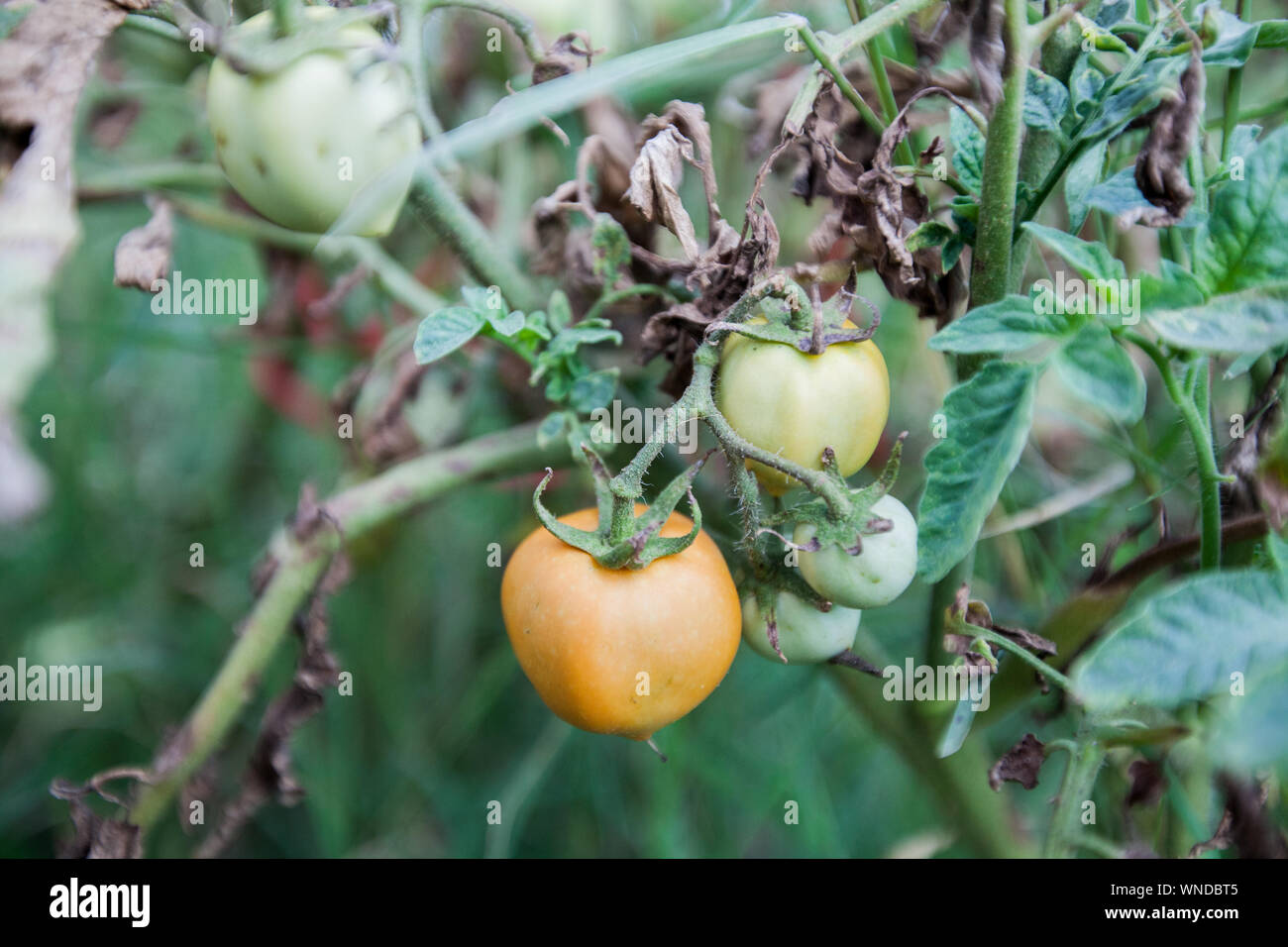 Pomodori organico sul ramo , cresciuta cibo locale , non OGM, alimenti sani coltivati vegetali in orto. Foto Stock