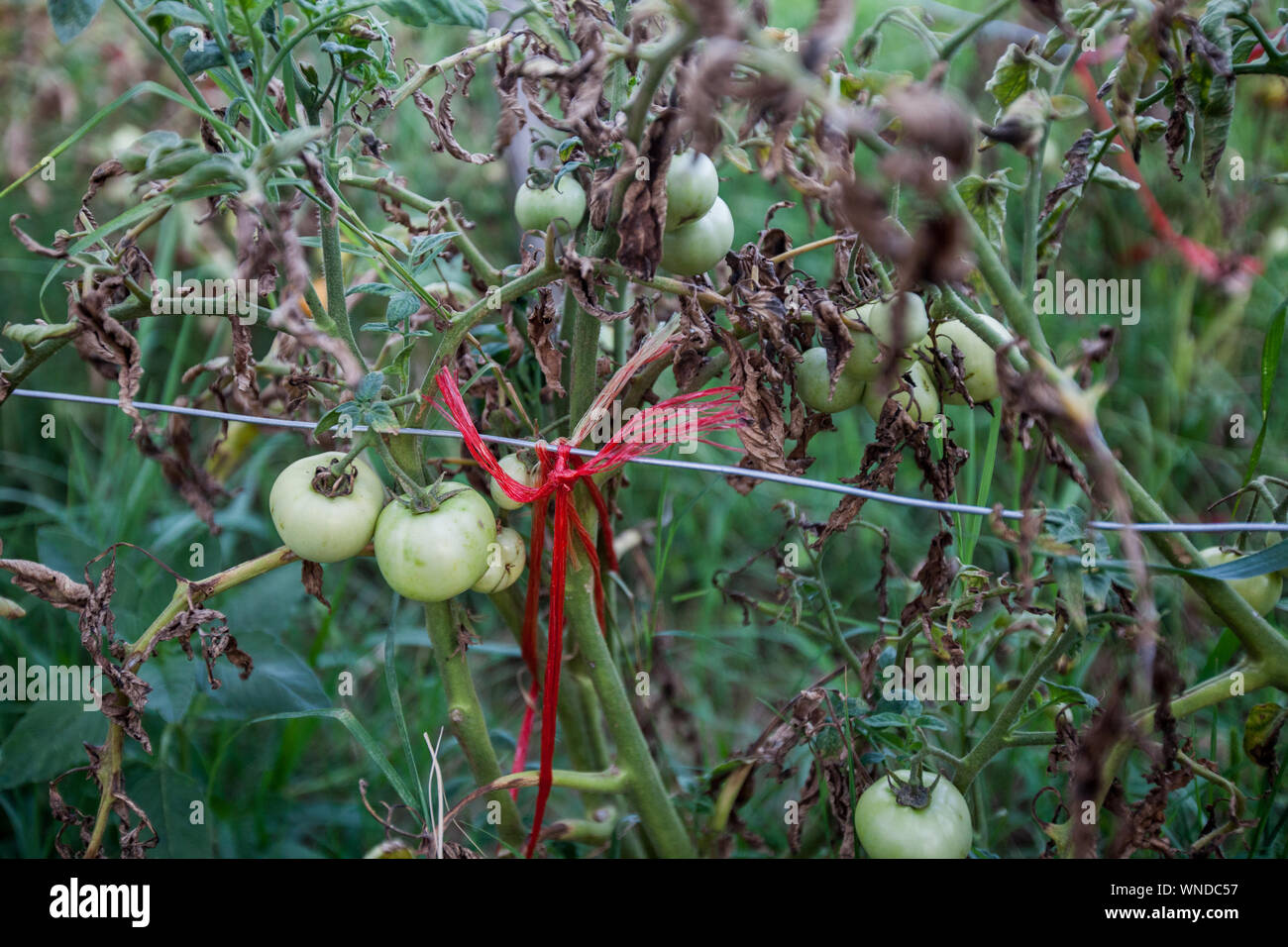 Pomodori organico sul ramo , cresciuta cibo locale , non OGM, alimenti sani coltivati vegetali in orto. Foto Stock