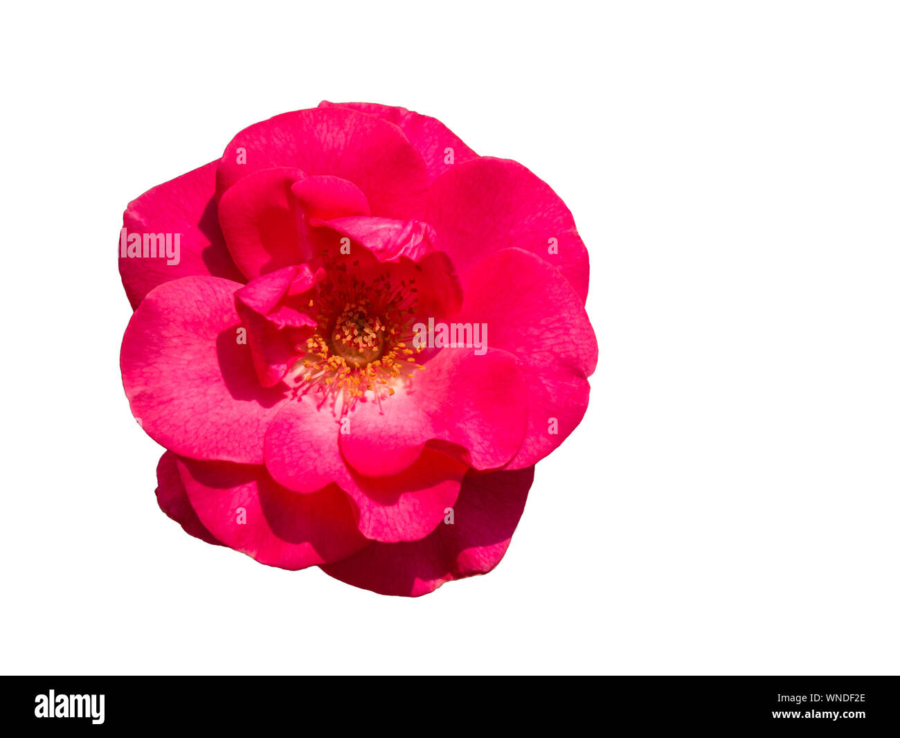 Fiori di colore rosa rosa e stami all'interno isolato su sfondo bianco. Il fuoco selettivo Foto Stock