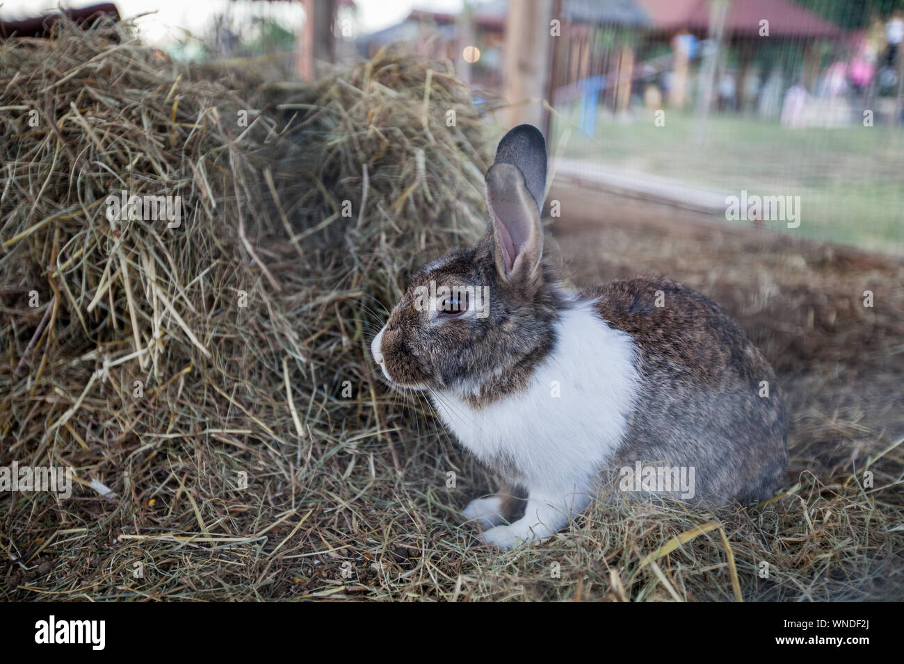 Funny graziosi conigli a conigli box sul ranch rurale. Foto Stock