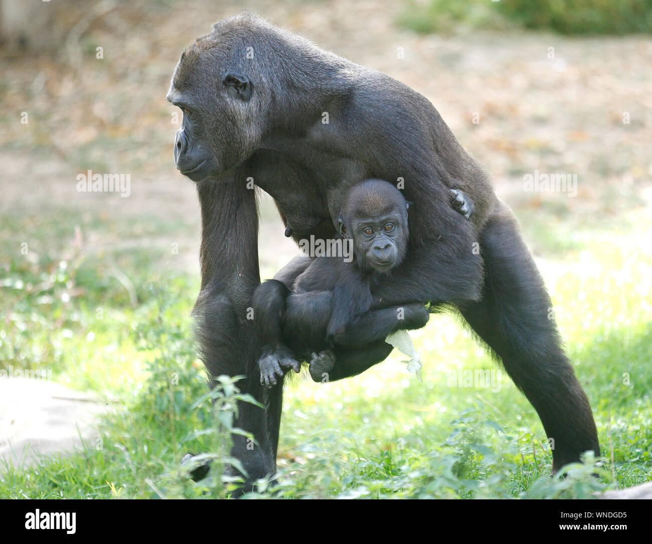 Krefeld, Germania. 06 Sep, 2019. Madre Miliki prende il nuovo mese-vecchio gorilla baby 'Boboto' in un posto sicuro nel contenitore esterno. Gorilla appartengono alla specie animali a rischio di estinzione. Credito: Roland Weihrauch/dpa/Alamy Live News Foto Stock