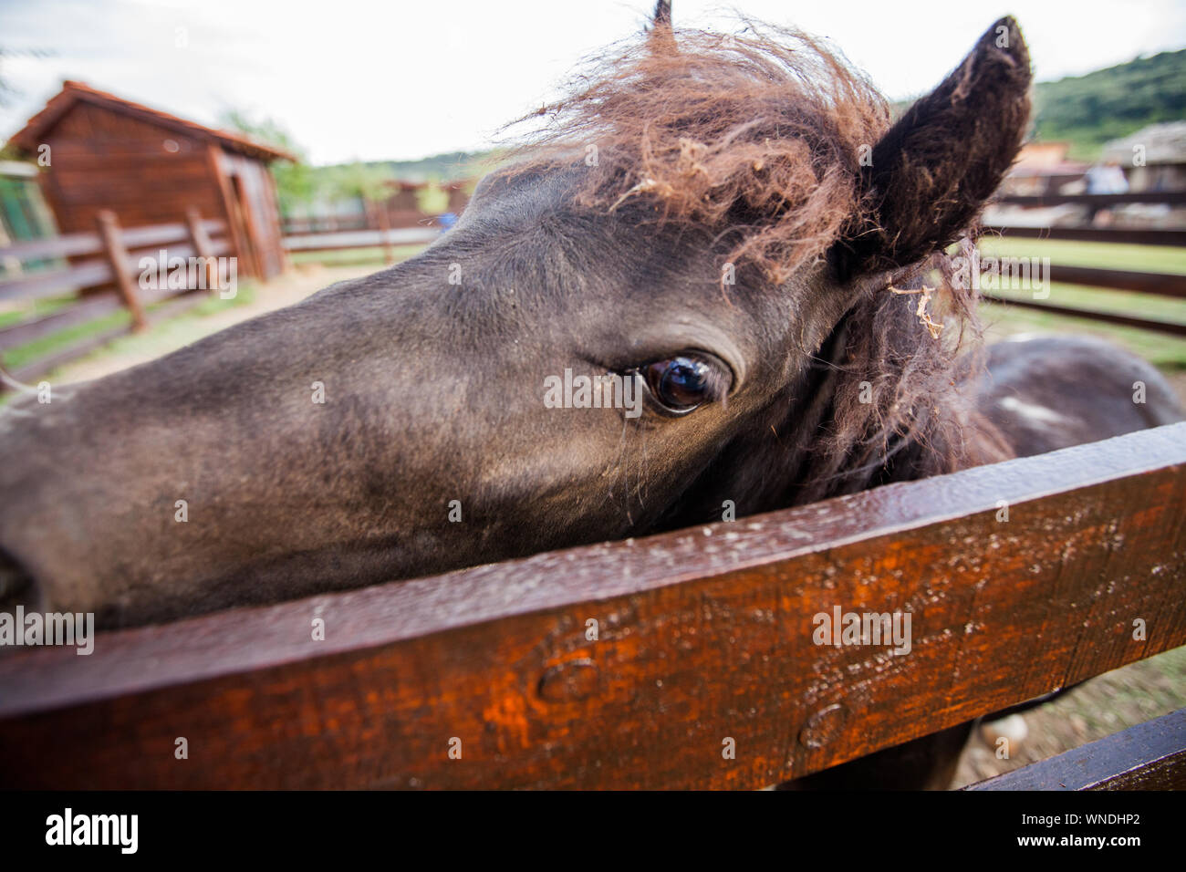 Ritratto di adorabili pony presso l'azienda, Fanny cavallo di piccole dimensioni . Foto Stock