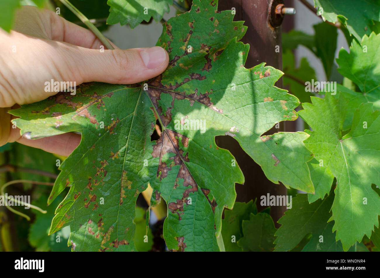 Close-up di uva da vino foglie colpite dalla peronospora (Plasmopara vitikola) Foto Stock