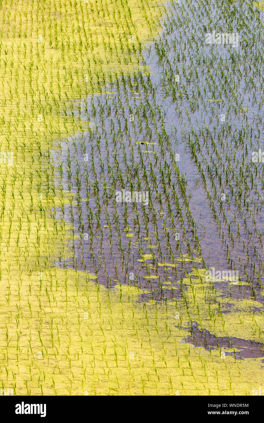 Frammento di asian verdi campi di riso. Primo piano immagine.Vista dall'alto di rezzi risaie, Corea del Sud Foto Stock