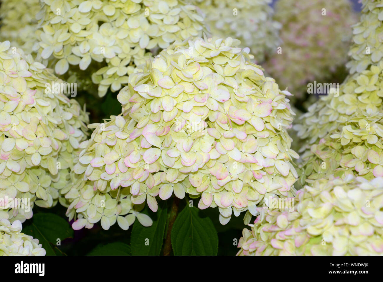 Fioritura hydrangea paniculata, panicled hydrangea o hydrangea paniculata limelight con grande bianco crema e rosa e fiori verdi in estate Foto Stock