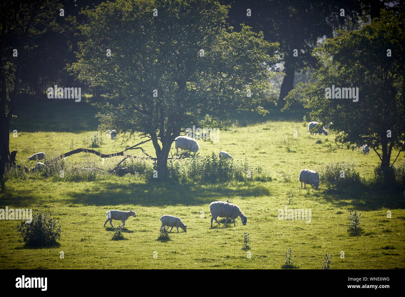 Barrow villaggio parrocchia civile Ribble Valley district Lancashire, Inghilterra pecora su Whalley Road Foto Stock